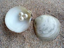 conchiglia con una perla nella sabbia