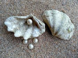 conchiglia con una perla su una spiaggia di sabbia foto