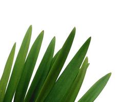 foglia di lilium o foglie di giglio isolate su sfondo bianco. foglie verdi su sfondo bianco foto