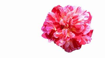 bella rosa rosa isolata su uno sfondo bianco foto