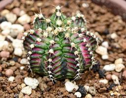 cactus, piante del deserto, piante ornamentali, piante in vaso, piante resistenti alla siccità. foto