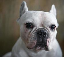 faccia di cane, bulldog francese, cane bianco, faccia rugosa, messa a fuoco del viso ravvicinata. foto