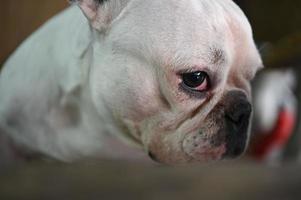 faccia di cane, bulldog francese, cane bianco, faccia rugosa, messa a fuoco del viso ravvicinata. foto
