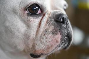 faccia di cane, bulldog francese, cane bianco, faccia rugosa, messa a fuoco del viso ravvicinata. foto