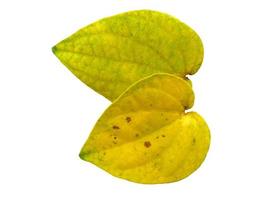sfondo foglia gialla. foglie gialle a forma di cuore. foglia di betel gialla isolata su sfondo bianco foto