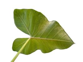 foglie di eddoe o foglia di taro selvatico su sfondo bianco foto