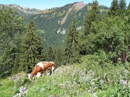 paesaggio con campi e cielo blu foto