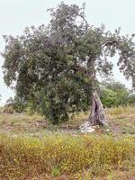 vecchio albero solitario foto