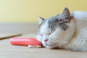 gatto che dorme su un tavolo di legno. gatto addormentato foto