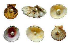 conchiglia con perla isolata su sfondo bianco foto