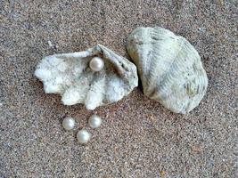 conchiglia con una perla su una spiaggia di sabbia foto