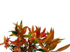 syzygium oleana foglie su sfondo bianco foto