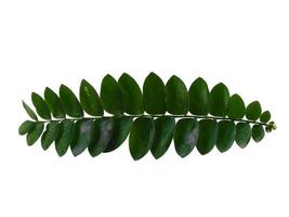 pianta verde o foglie verdi isolate su sfondo bianco foto