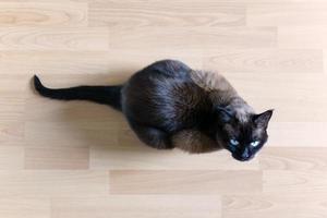 gatto siamese seduto sul pavimento laminato alzando lo sguardo foto