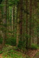 abeti rossi e pini sempreverdi verdi sono ricoperti di brina, gelate mattutine nella foresta. foto