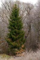 foresta e tutta la bellezza del gelo mattutino all'inizio dell'inverno, gelate autunnali sull'erba e sugli alberi. foto