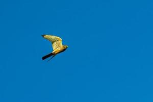 falco che vola sotto il cielo blu foto