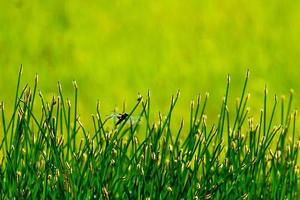 libellula che riposa sull'erba verde foto