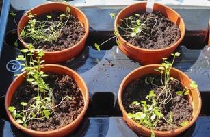 concetto di giardinaggio. piantine verdi fresche che crescono in piccoli vasi. foto