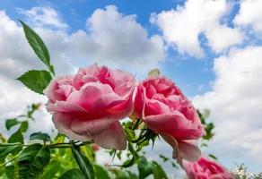 fuoco selettivo di fiori di rosa rosa in un giardino di rose contro il cielo blu. foto