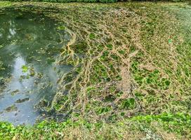 motivo a trama di sfondo di alghe che formano uno spesso strato sulla superficie dell'acqua foto