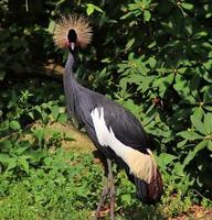 bellissimi uccelli gru in una vista ravvicinata dettagliata in una giornata di sole in estate foto