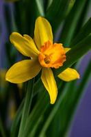 decorazioni per la casa stagionali con vaso di fiori di narcisi foto