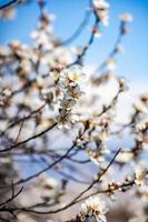 cielo blu e albero in fiore foto