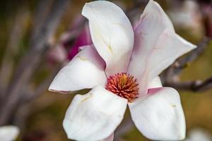 albero di magnolia in fiore in primavera su bokeh pastello foto