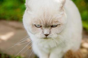 divertente gattino bianco domestico dai capelli corti che si intrufola attraverso lo sfondo verde del cortile di gerass. gatto britannico che cammina all'aperto in giardino il giorno d'estate. concetto di salute e animali per la cura degli animali domestici. foto