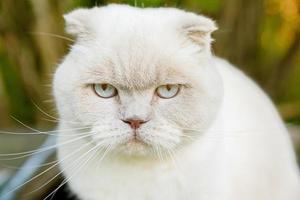 divertente ritratto di gattino bianco domestico dai capelli corti su sfondo verde cortile. gatto britannico che cammina all'aperto in giardino il giorno d'estate. concetto di salute e animali per la cura degli animali domestici. foto