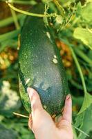 concetto di giardinaggio e agricoltura. lavoratrice agricola femminile che raccoglie a mano zucchine organiche mature fresche verdi in giardino. produzione di cibo casalingo vegano vegetariano. donna che raccoglie la zucca. foto