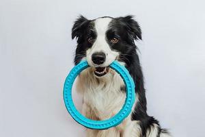 attività per animali domestici, divertente cucciolo di cane border collie che tiene il giocattolo blu dell'anello dell'estrattore in bocca isolato su sfondo bianco. cane di razza vuole giocare con il proprietario. amore per gli animali domestici concetto di amicizia compagno foto