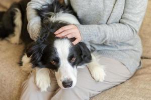 donna irriconoscibile che gioca con un simpatico cucciolo di cane border collie sul divano di casa al coperto. ragazza del proprietario che accarezza l'amico del cane della holding che si siede sul sofà. amore per gli animali domestici amicizia concetto di squadra di supporto. foto