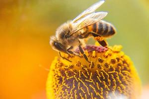 l'ape mellifera ricoperta di polline giallo beve il nettare, fiore impollinatore. sfondo floreale naturale ispiratore del giardino fiorito primaverile o estivo. vita di insetti, macro estrema primo piano fuoco selettivo foto