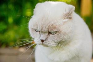 divertente gattino bianco domestico dai capelli corti che si intrufola attraverso lo sfondo verde del cortile di gerass. gatto britannico che cammina all'aperto in giardino il giorno d'estate. concetto di salute e animali per la cura degli animali domestici. foto