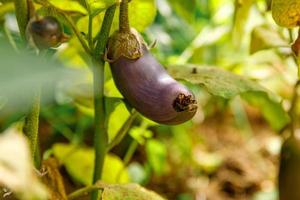 concetto di giardinaggio e agricoltura. melanzane organiche mature fresche viola perfette pronte per la raccolta sul ramo in giardino. produzione di cibo casalingo vegano vegetariano. donna che raccoglie melanzane melanzane. foto