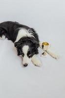 simpatico cucciolo di cane border collie sdraiato con la coppa del trofeo del campione d'oro isolata su sfondo bianco. vincitore campione cane divertente. vittoria primo posto della competizione. concetto vincente o di successo. foto