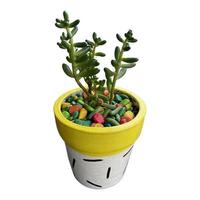succulenta con vaso colorato foto