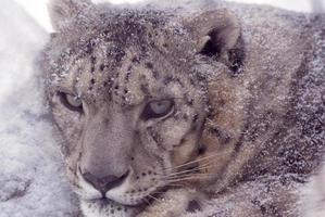 leopardo delle nevi foto