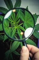 la persona guarda la pianta di marijuana medica con la lente d'ingrandimento. pianta di cannabis che cresce indoor foto