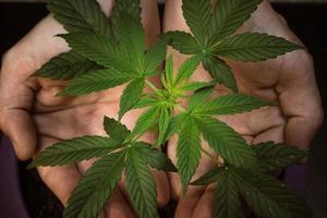 foglie di pianta di marijuana medica nelle mani dell'uomo. cannabis terapeutica coltivata indoor foto