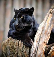 leopardo nero foto