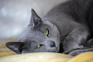 gatto blu russo foto