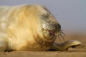 cucciolo di foca foto