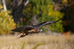falco coda rossa in volo foto