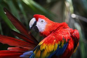 pappagallo rosso