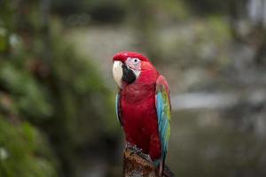 pappagallo foto