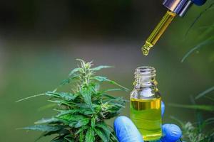 versare l'olio di cannabis in una bottiglia di vetro. .concetto di olio di canapa biologico di medicina alternativa a base di erbe. estratto di cannabis. medicina alternativa. foto