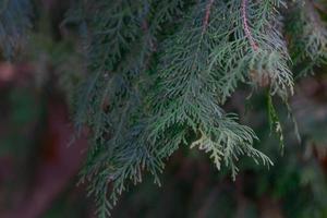 primo piano verde dell'albero di thuja su uno sfondo sfocato foto